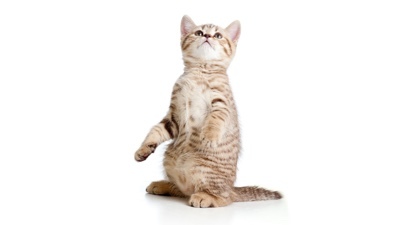 Header pet allergies stretched